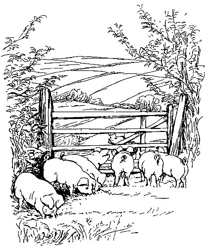  He passed by an orchard
where seven thin dirty pigs were grubbing.