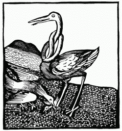 FIG. 17.&mdash;The Stork. From the 