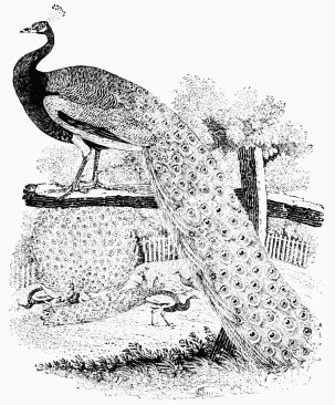 Fig. 61.&mdash;The Peacock. From Bewick's 