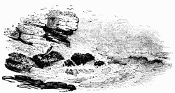 FIG. 63.&mdash;The Solitary Cormorant. From Bewick's 