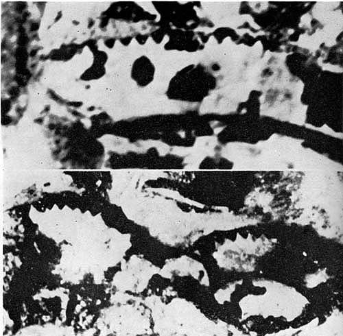 Antikythera Machine,
Detail From Figure 6
showing gearing.