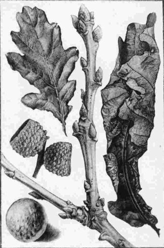 XIV.&mdash;Drawings from Nature, in Preparation for Design.