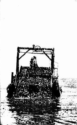 THE KELP HARVESTER GATHERING THE SEAWEED FROM THE
PACIFIC OCEAN