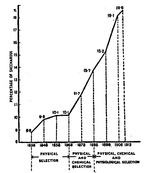 How the sugar beet has gained enormously in sugar content
under chemical control