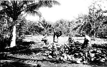 SPLITTING COCONUTS ON THE ISLAND OF TAHITI

After drying in the sun the meat is picked and the oil extracted for
making coconut butter
