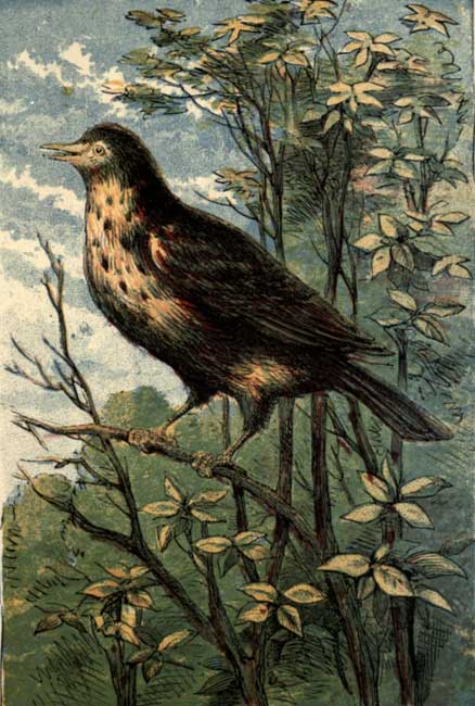 THE THRUSH.