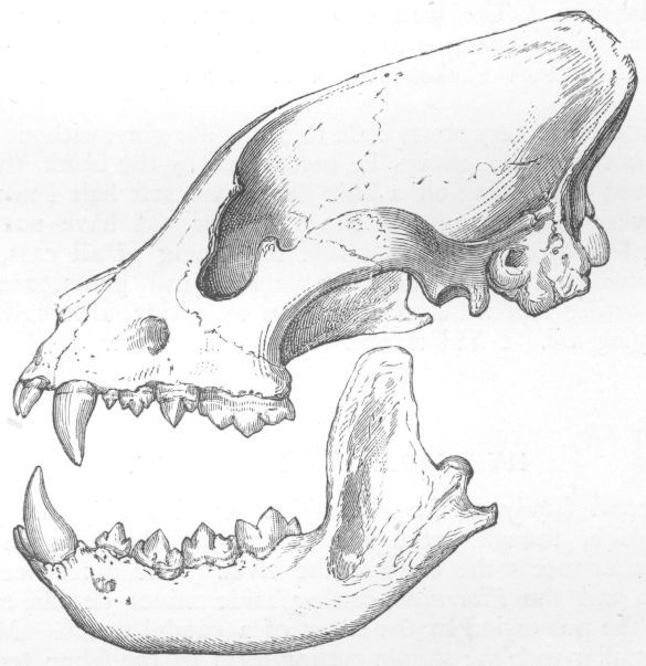 Skull of Hy�na.