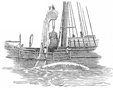 The &ldquo;Blankets&rdquo; rose in quick succession