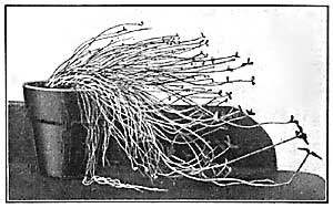 FIG. 85—Stems and leaves of oxalis growing toward the
light.