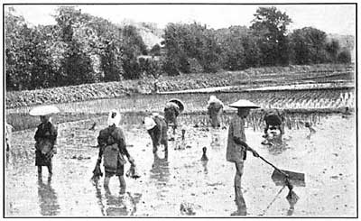 FIG. 138.—Rice for its growth needs periodical
flooding, and irrigation often supplies the necessary water.