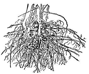 FIG. 162.—Roots of soy bean having tubercle-bearing
bacteria.