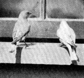 FIG. 59. BLUEBIRDS ATTRACTED TO THE WINDOW SILL BY MEAL
WORMS.