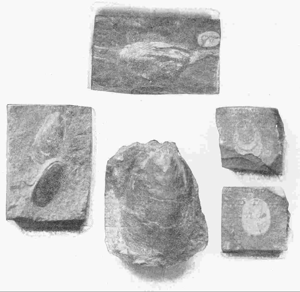 EARLY PAL�OLITHIC FOSSILS OF VARIOUS SPECIES OF
 LINGULA