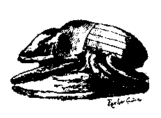 Fig 214.--A scarabaeus.